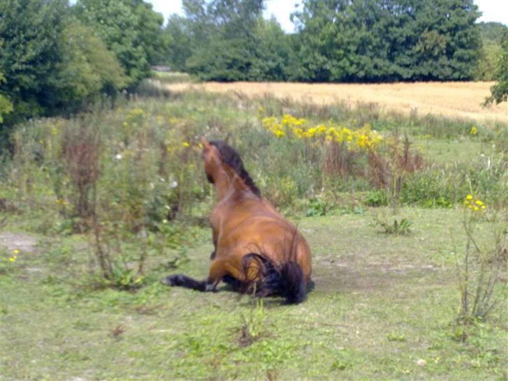 DSP Jumpy billede 15