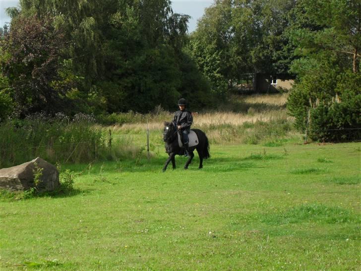 Shetlænder Trøstmosegaadens Speedy<3 - Her kommer jeg. billede 8