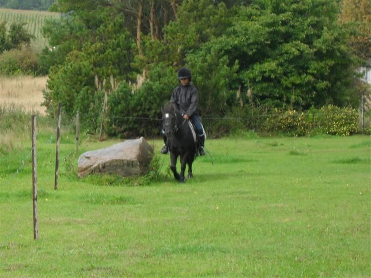 Shetlænder Trøstmosegaadens Speedy<3 - Nu kommer jeg. billede 9