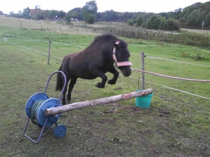 Shetlænder CIRKELINE - Springer 60 cm Ö billede 10