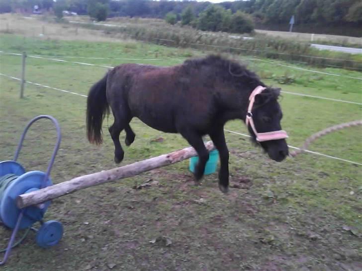 Shetlænder CIRKELINE - Springer 60 cm Ö billede 11