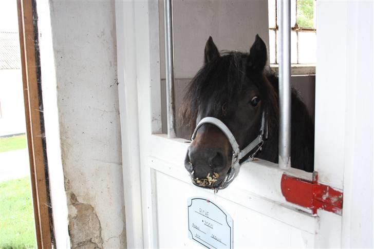 Dartmoor Bergholdt's Balou billede 12