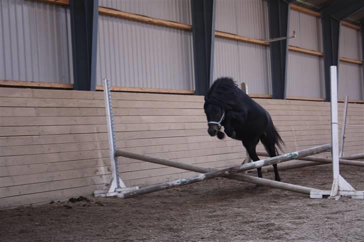 Dartmoor Bergholdt's Balou billede 13