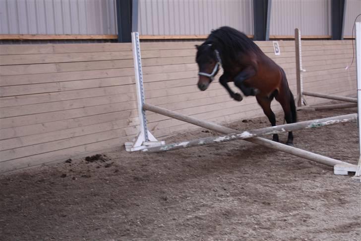 Dartmoor Anc-Neu Kao billede 11