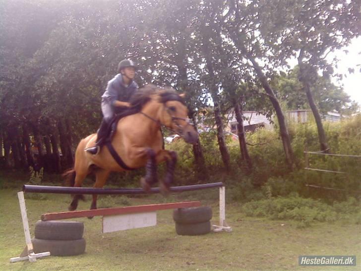 Fjordhest /Pinto Fie - spring foto: kamilla #11 billede 11