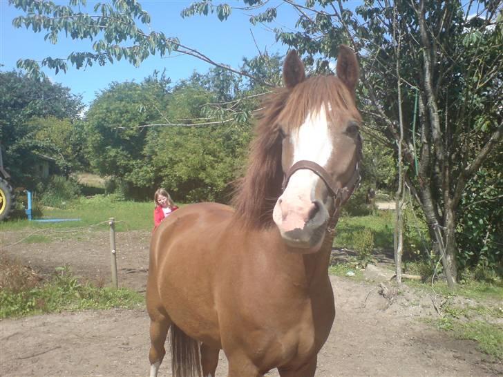 Anden særlig race Galant " SOLGT " billede 1