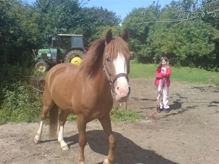 Anden særlig race Galant " SOLGT " billede 2