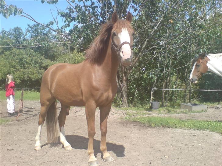 Anden særlig race Galant " SOLGT " billede 3