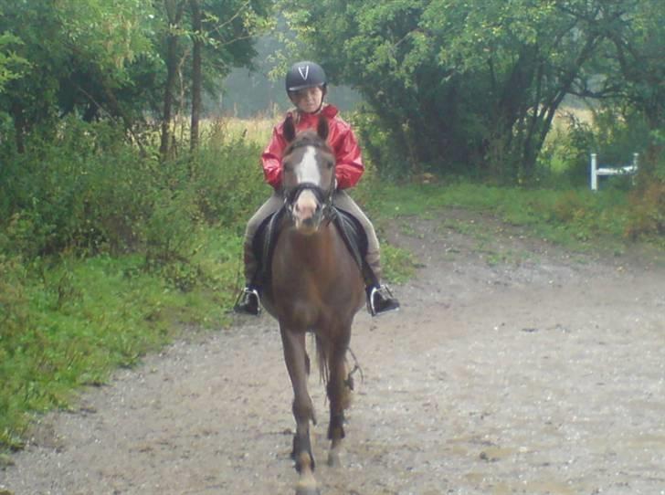 Anden særlig race Galant " SOLGT " billede 4