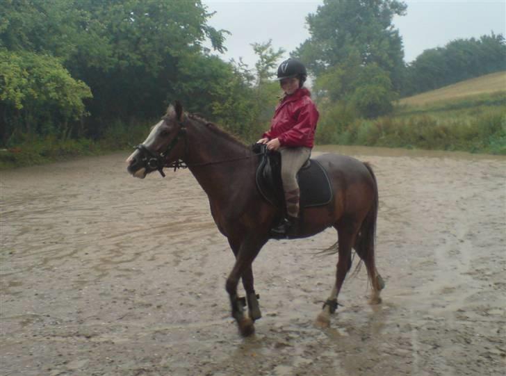 Anden særlig race Galant " SOLGT " billede 5