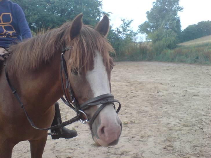 Anden særlig race Galant " SOLGT " billede 6