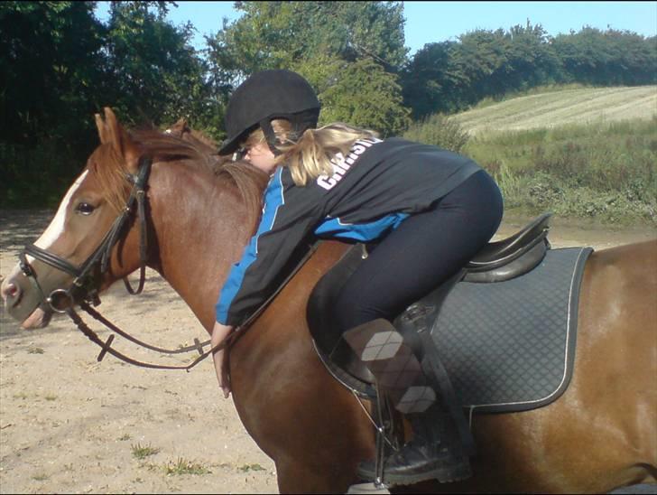 Anden særlig race Galant " SOLGT " billede 7