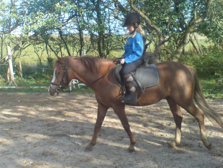 Anden særlig race Galant " SOLGT " billede 8