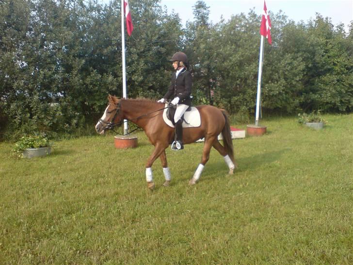 Anden særlig race Galant " SOLGT " billede 9