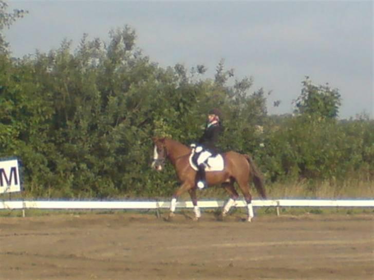 Anden særlig race Galant " SOLGT " billede 10