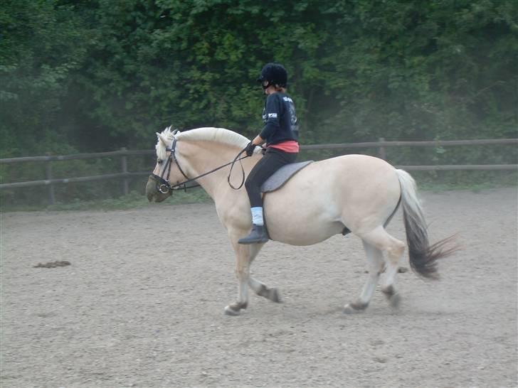 Fjordhest Rask Kongehøj R.I.P. - 2009/2010 billede 4