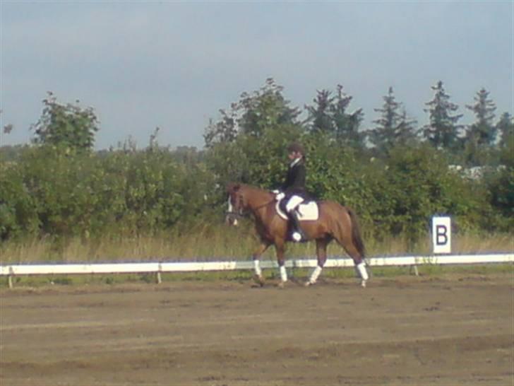 Anden særlig race Galant " SOLGT " billede 11