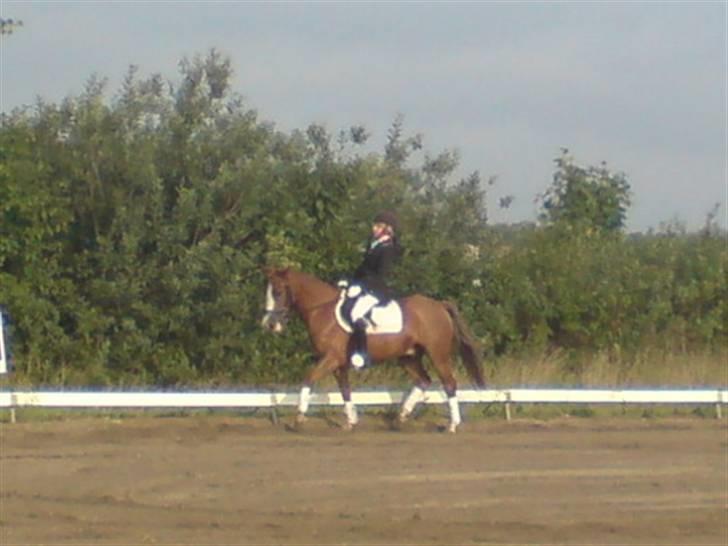 Anden særlig race Galant " SOLGT " billede 12