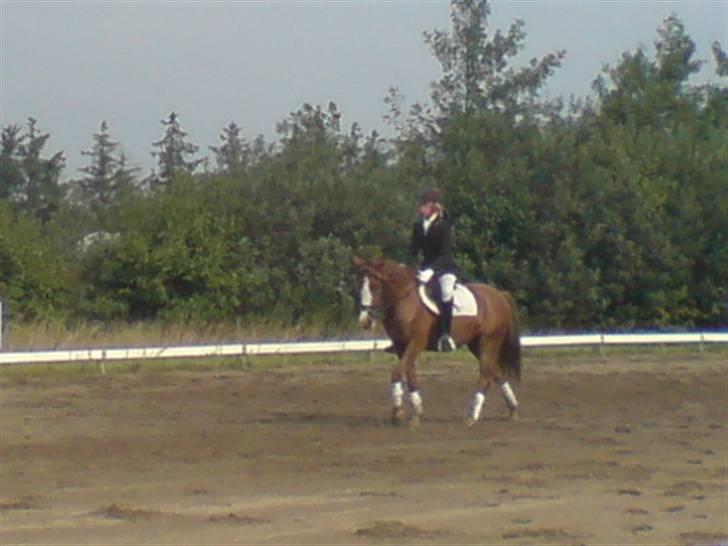 Anden særlig race Galant " SOLGT " billede 13