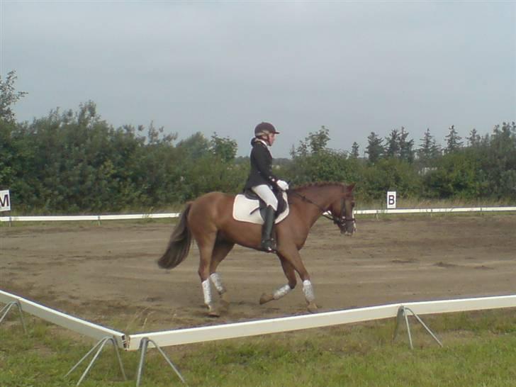 Anden særlig race Galant " SOLGT " billede 14