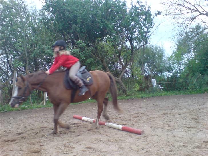 Anden særlig race Galant " SOLGT " billede 15