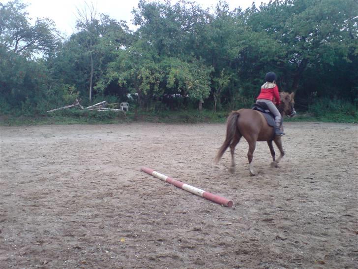 Anden særlig race Galant " SOLGT " billede 16