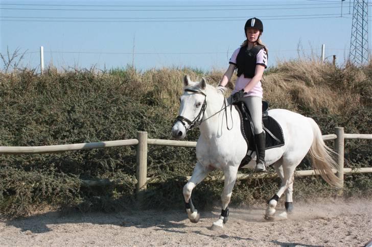 Anden særlig race Pacha Rex Arabi billede 14