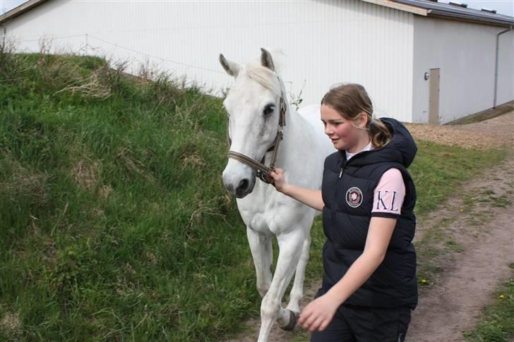 Anden særlig race Pacha Rex Arabi billede 15