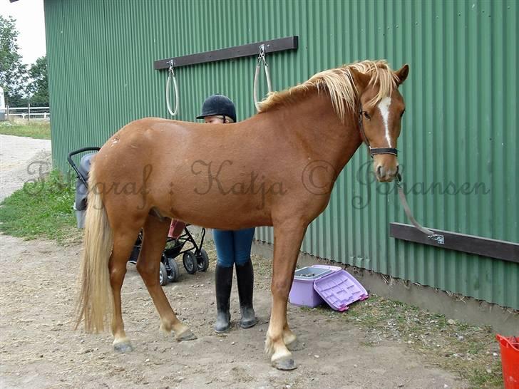 Islænder Baldur Petit billede 15