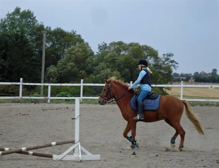 Islænder Baldur Petit billede 16