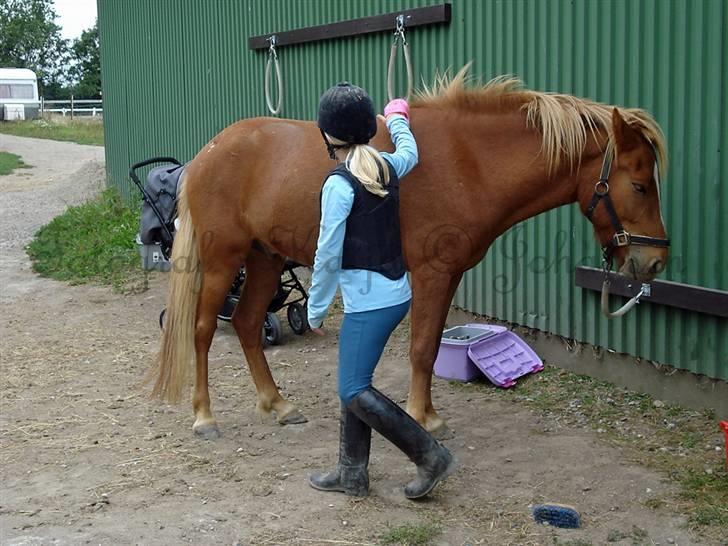 Islænder Baldur Petit billede 17