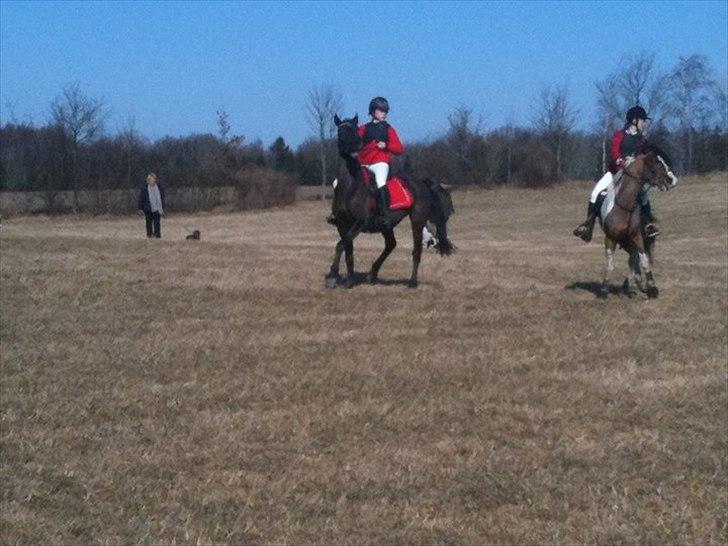 Anden særlig race Dixie - Dixie på hygge-tur  billede 11