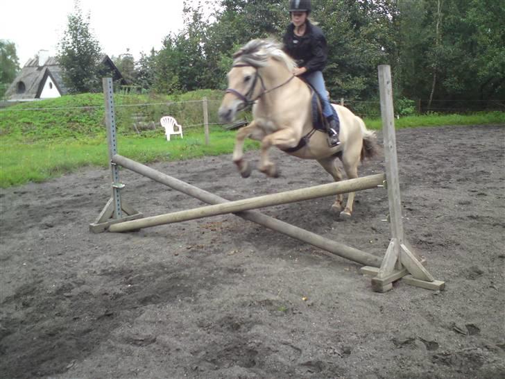 Fjordhest buli - Buli og jeg over et lille kryds. (: billede 10