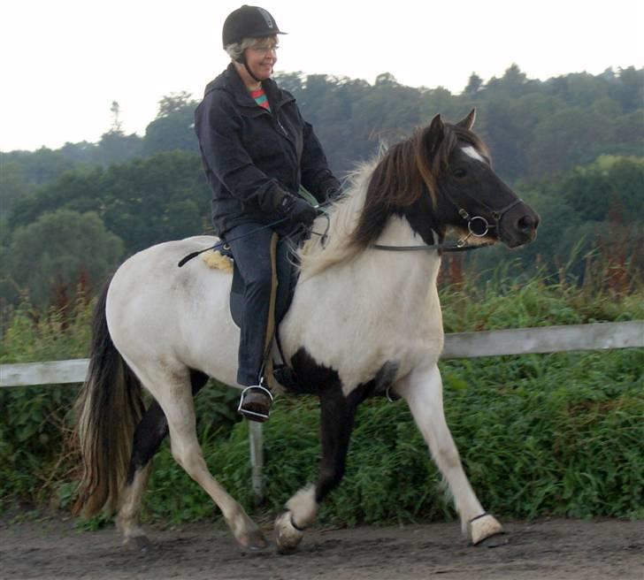 Islænder Hatta fra Rønnekildegaard - d. 3 sep 09 I trav billede 19