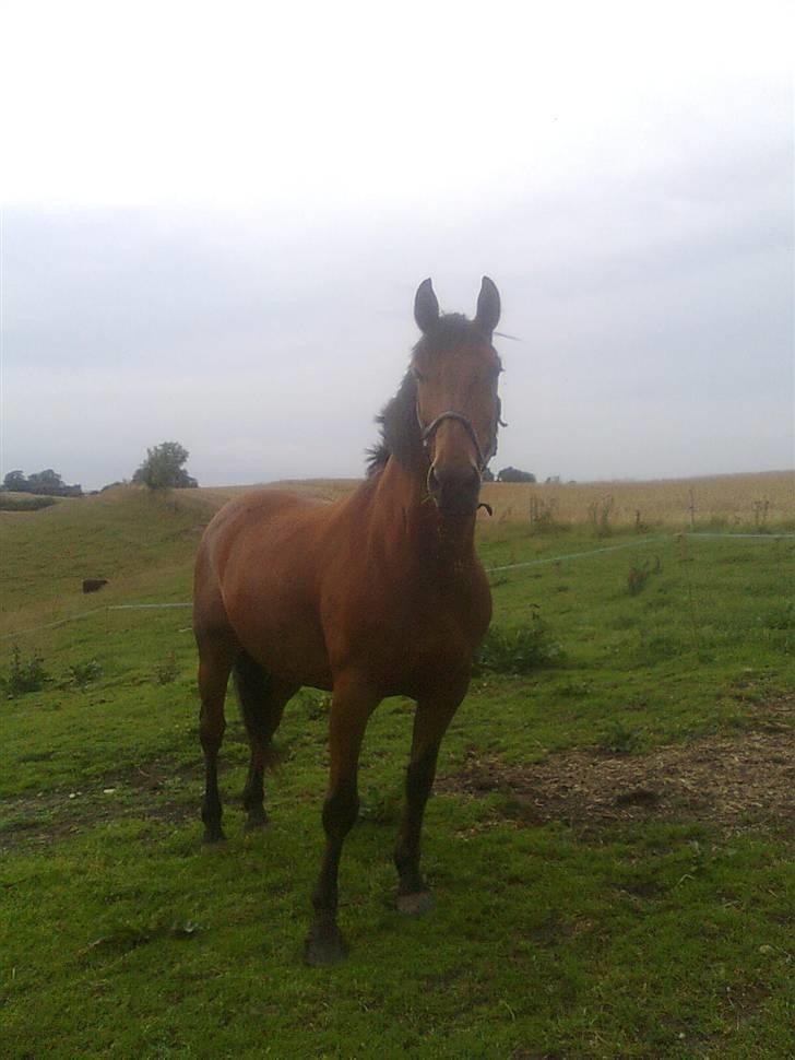 Oldenborg my Ohio dreamer billede 17