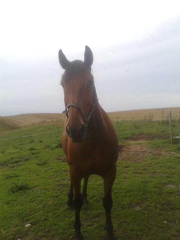 Oldenborg my Ohio dreamer billede 18