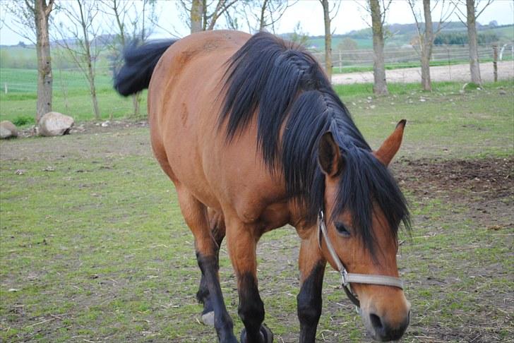 Anden særlig race Rocky billede 3
