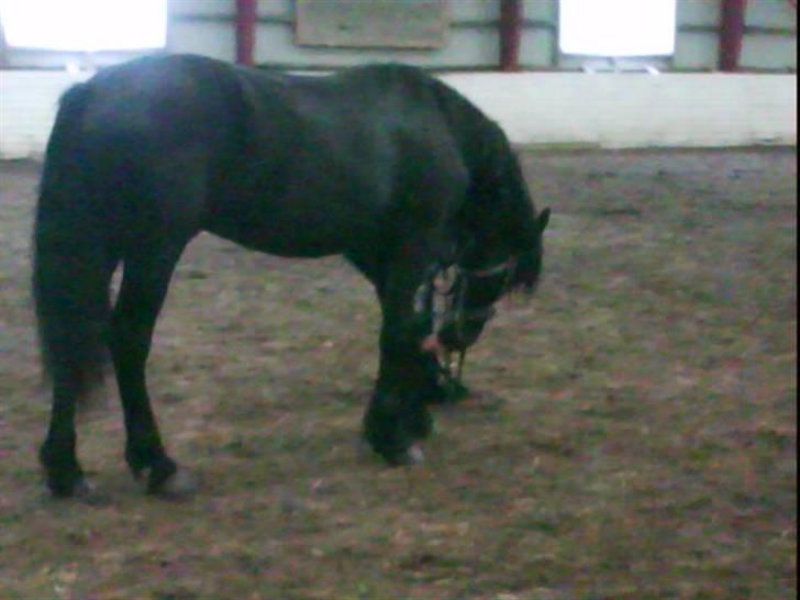 Frieser Thomas Gammelgaard billede 13