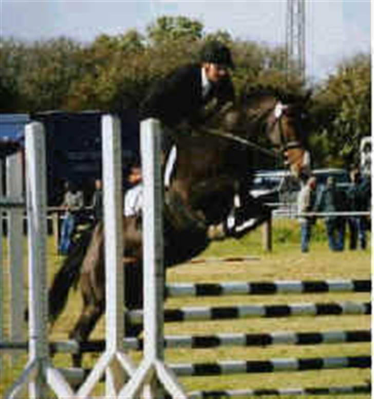 Dansk Varmblod LilleStaruphøjs CasanaRIP billede 2