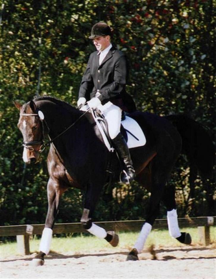 Dansk Varmblod LilleStaruphøjs CasanaRIP billede 3