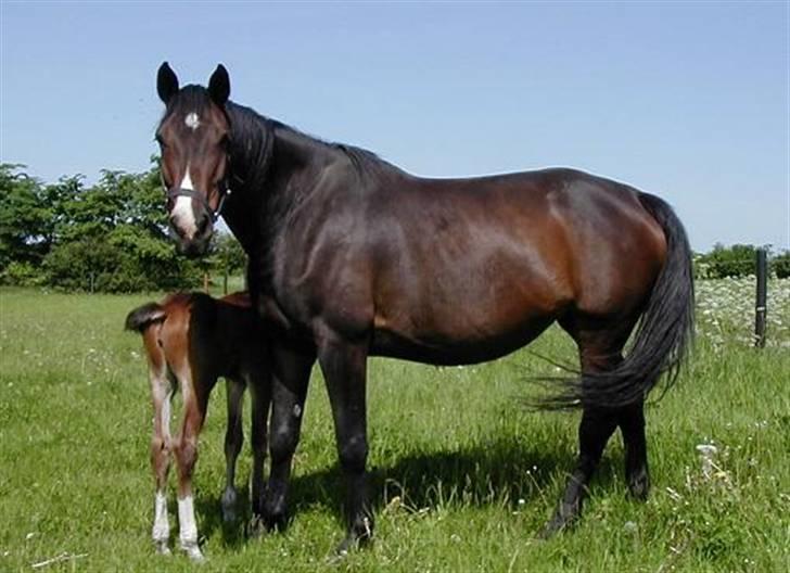 Dansk Varmblod LilleStaruphøjs CasanaRIP billede 4