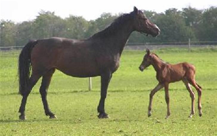 Dansk Varmblod LilleStaruphøjs CasanaRIP billede 5