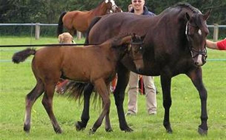 Dansk Varmblod LilleStaruphøjs CasanaRIP billede 6