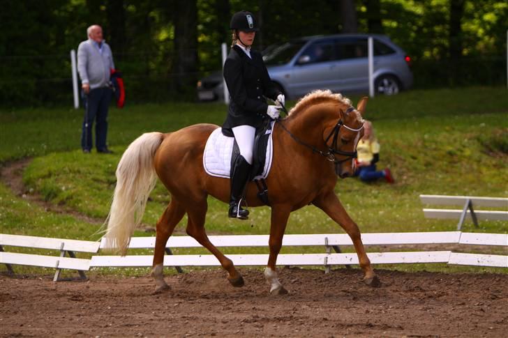 Palomino Kingsettle solidus<3  billede 17