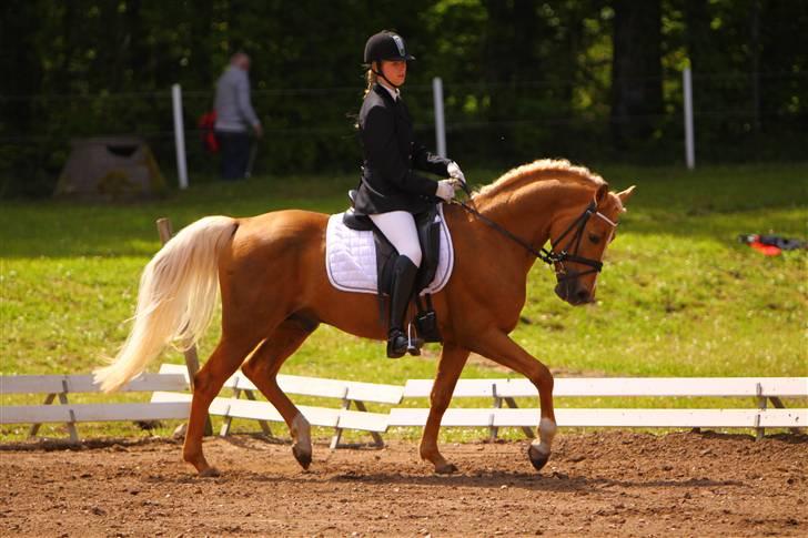 Palomino Kingsettle solidus<3  billede 18