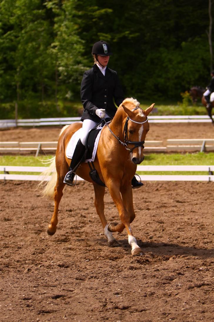 Palomino Kingsettle solidus<3  billede 19