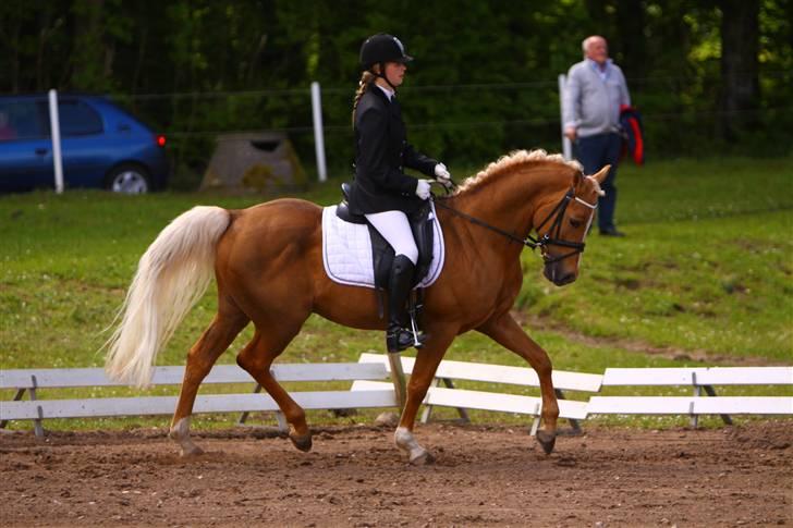 Palomino Kingsettle solidus<3  billede 20