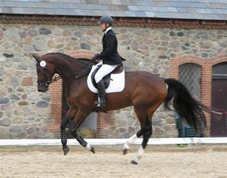 Dansk Varmblod Lillestaruphøjs Celina billede 2