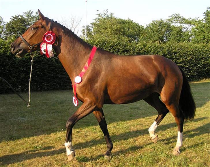 Dansk Varmblod Lillestaruphøjs Celina billede 3