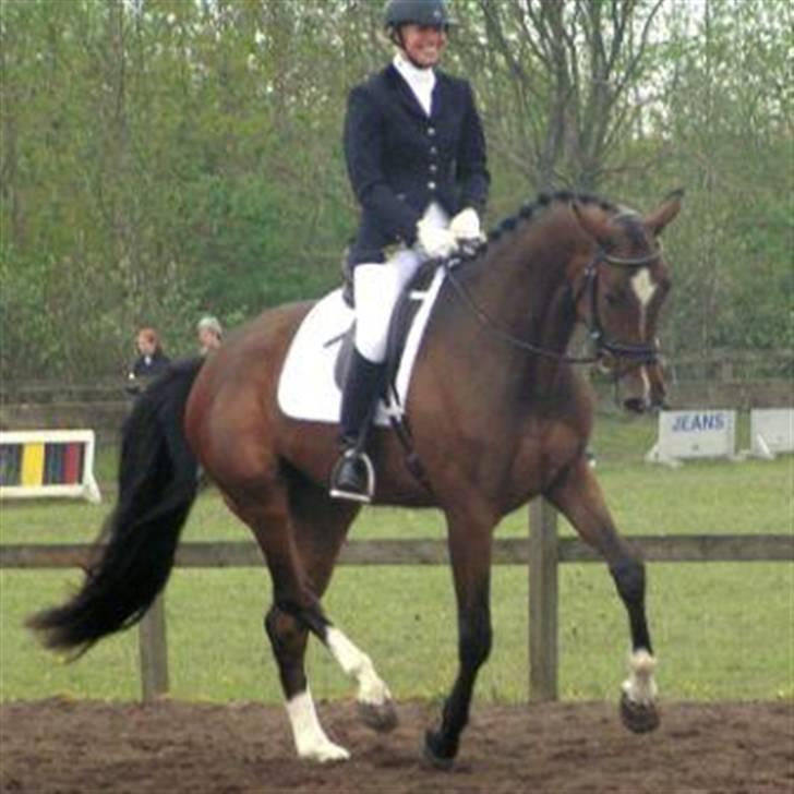 Dansk Varmblod Lillestaruphøjs Celina billede 4